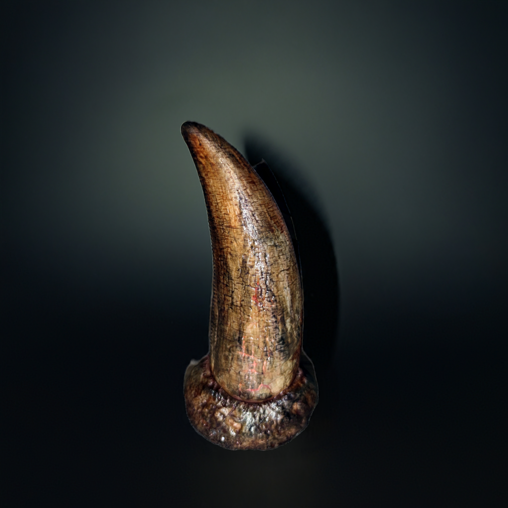 T-Rex Zahn lifesize