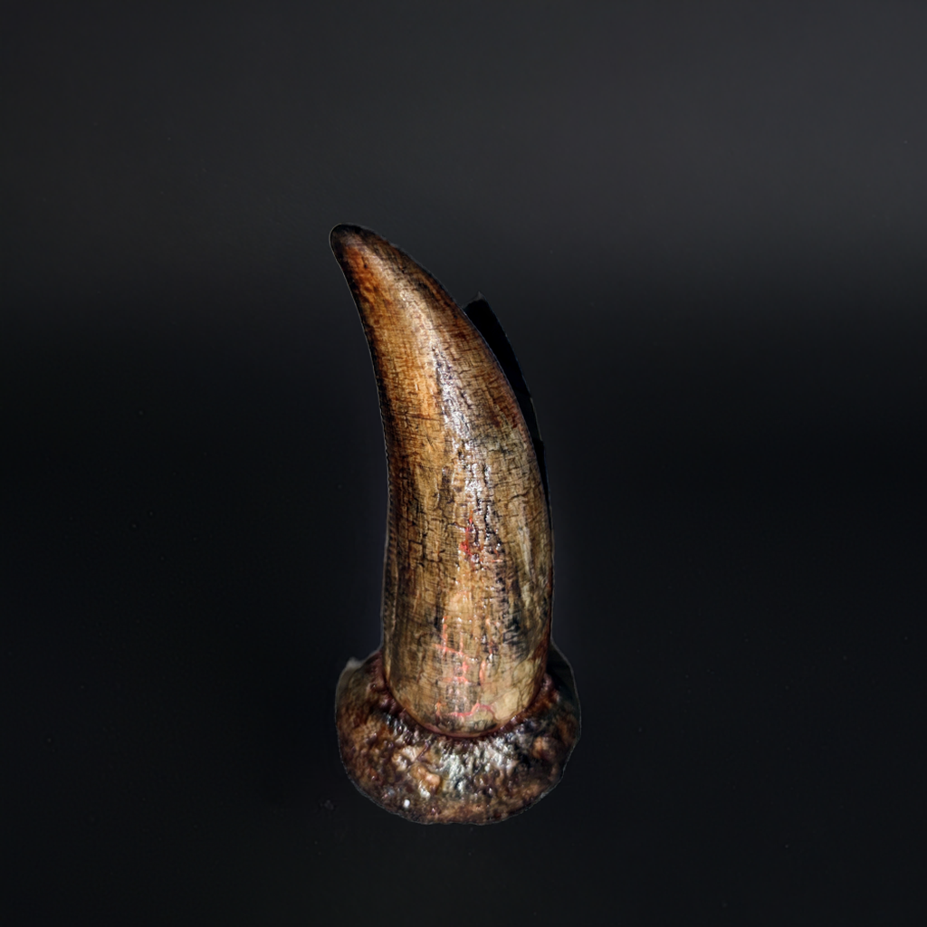 T-Rex Zahn lifesize